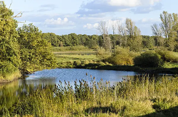 501142 - Alluvial landscape, Oderwiesen Nature Reserve, Frankfurt an der Oder, Germany