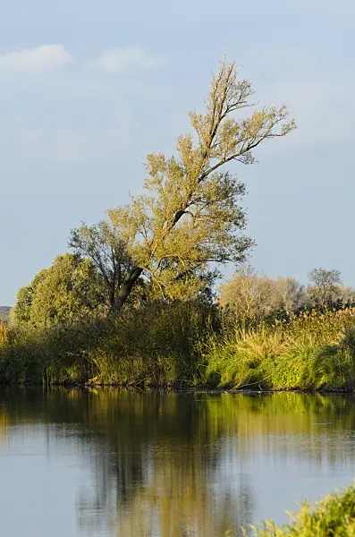 501144 - Alluvial landscape, Oderwiesen Nature Reserve, Frankfurt an der Oder, Germany