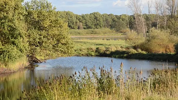 501148 - Alluvial landscape, Oderwiesen Nature Reserve, Frankfurt an der Oder, Germany