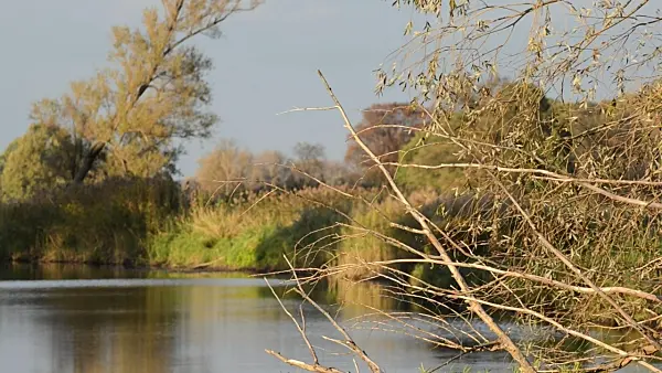 501154 - Alluvial landscape, Oderwiesen Nature Reserve, Frankfurt an der Oder, Germany