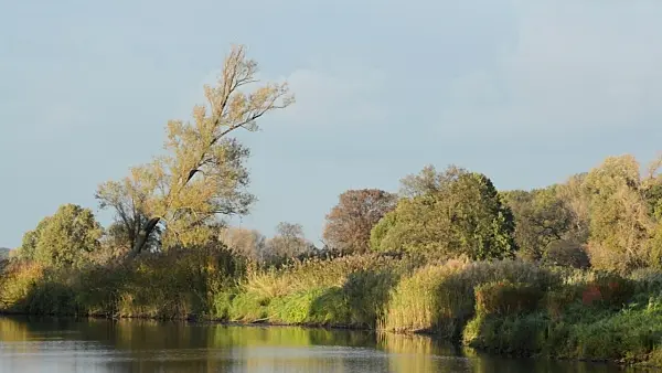 501155 - Alluvial landscape, Oderwiesen Nature Reserve, Frankfurt an der Oder, Germany