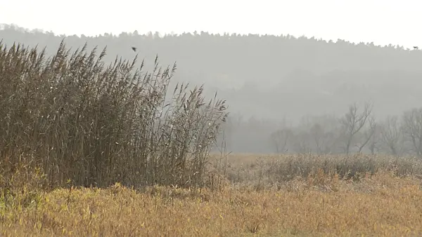 514051 - Alluvial landscape with common reed (Phragmites australis), Lower Oder Valley National Park, Germany