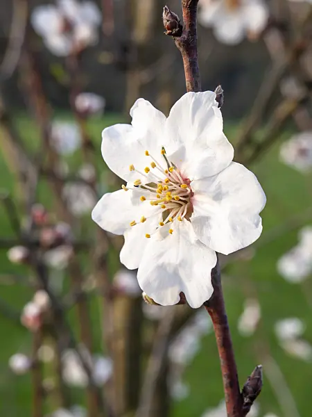 436213 - Almond (Prunus dulcis)