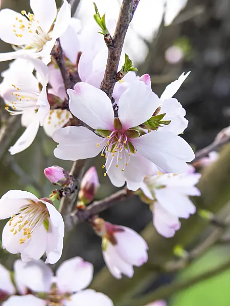 436230 - Almond (Prunus dulcis)