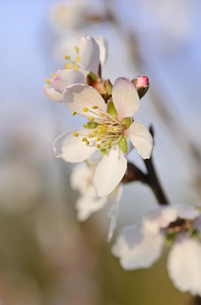 530019 - Almond (Prunus dulcis)