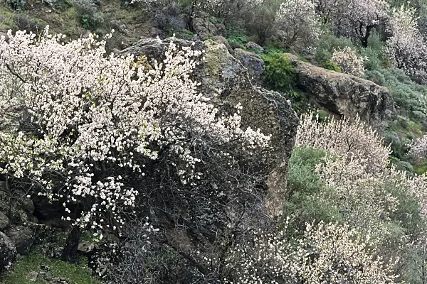 397115 - Almond (Prunus dulcis), Gran Canaria, Spain