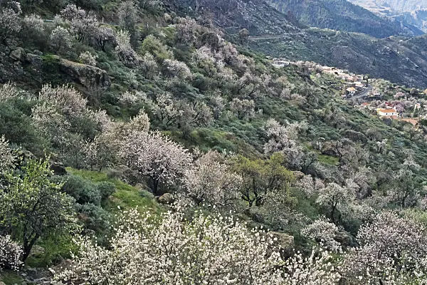 397116 - Almond (Prunus dulcis), Gran Canaria, Spain
