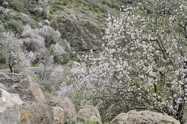 564189 - Almonds (Prunus dulcis) near Ayacata, Gran Canaria, Spain
