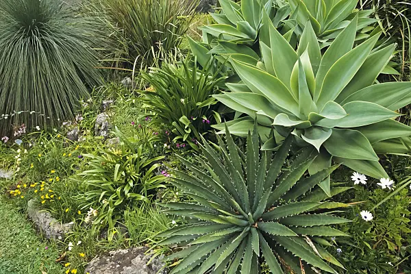 388015 - Aloe (Aloe), agave (Agave) and grass tree (Xanthorrhoea)