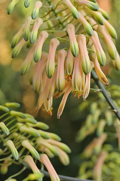 480017 - Aloe (Aloe chabaudii)