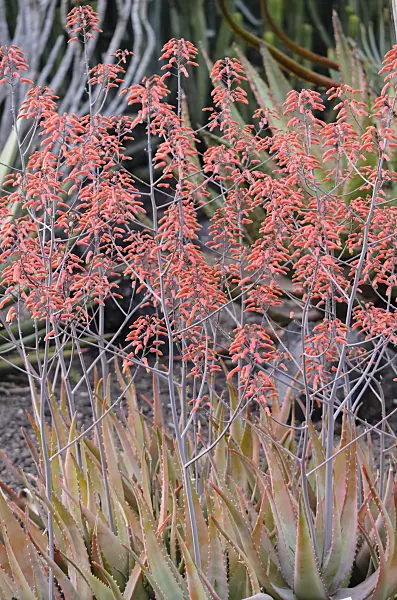 564171 - Aloe (Aloe chabaudii)