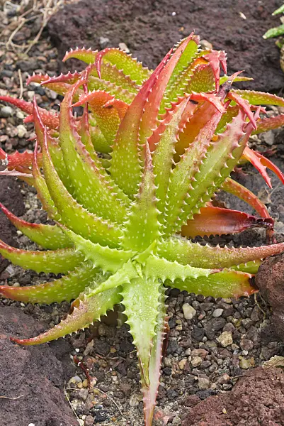 550024 - Aloe (Aloe dorotheae)