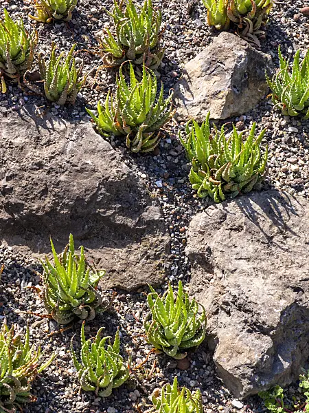 427223 - Aloe (Aloe humilis) zwischen Felssteinen im Sonnenlicht