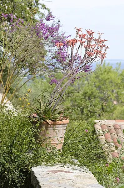 533133 - Aloe (Aloe) in a flower pot
