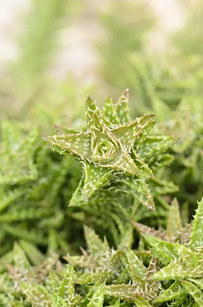 535014 - Aloe (Aloe juvenna)