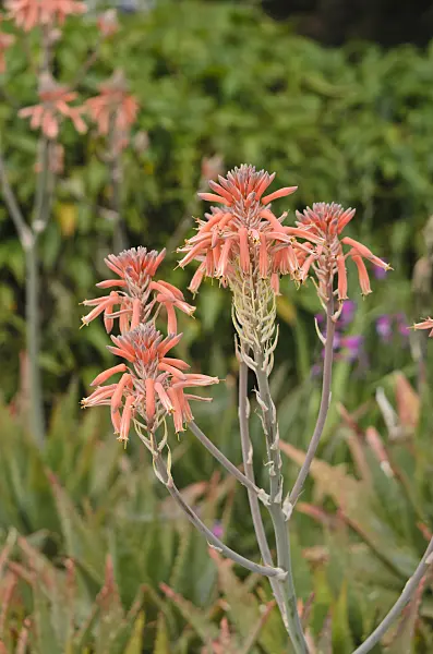 533029 - Aloe (Aloe lateritia)