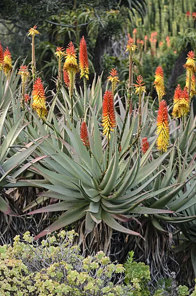 564168 - Aloe (Aloe mutabilis)