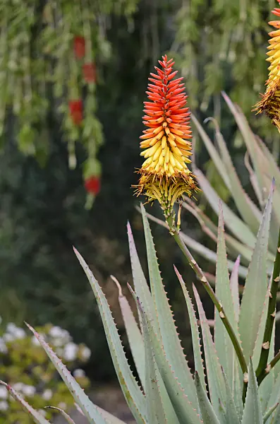 564172 - Aloe (Aloe mutabilis)