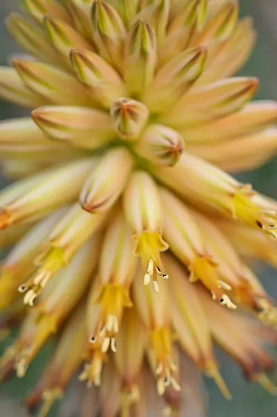 470009 - Aloe (Aloe rubroviolacea)
