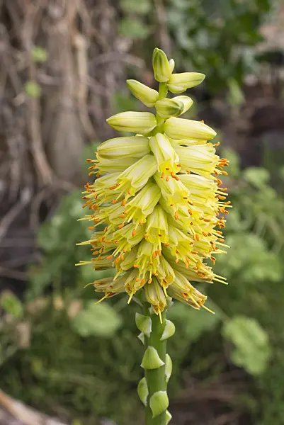 578024 - Aloe (Aloe schomeri)