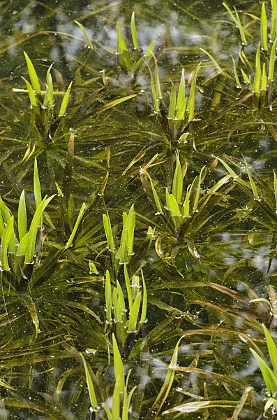520237 - Aloès d'eau (Stratiotes aloides)