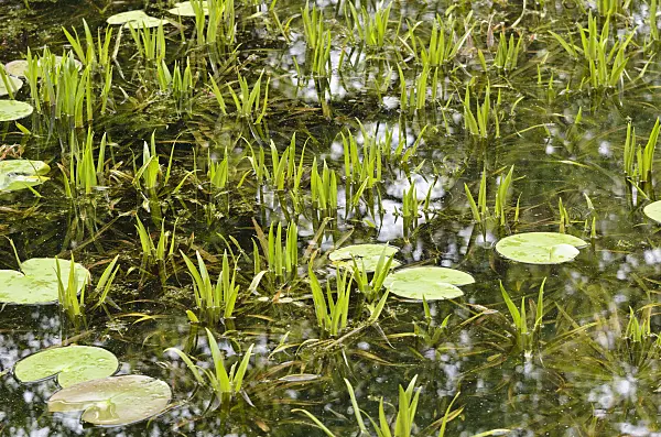 520236 - Aloès d'eau (Stratiotes aloides) et nénuphar (Nymphaea)