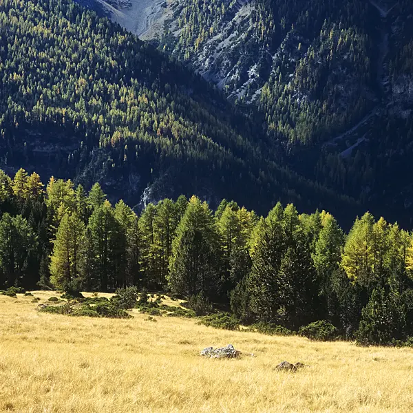 250003 - Alp la Schera, Swiss National Park, Switzerland