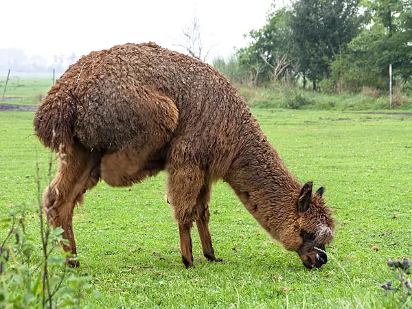 429103 - Alpaca (Lama pacos) eating on a meadow and scratching its belly with its rear foot
