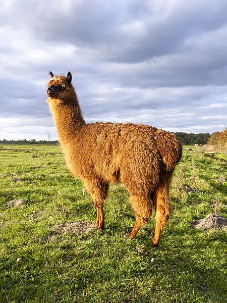 430196 - Alpaca (Lama pacos) on a large pasture in front of a cloudy sky