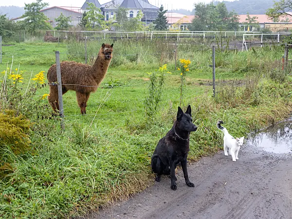429104 - Alpaca (Lama pacos) with dog and cat