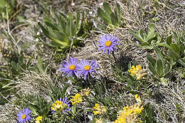 651089 - Alpen-Aster (Aster alpinus)