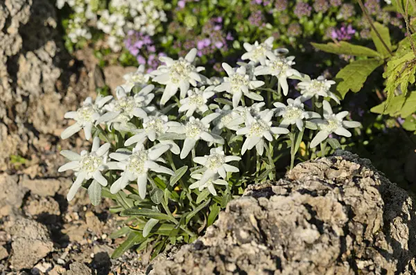 521118 - Alpen-Edelweiß (Leontopodium nivale syn. Leontopodium alpinum)