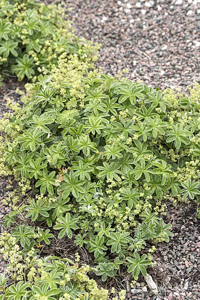 651042 - Alpen-Frauenmantel (Alchemilla alpina)