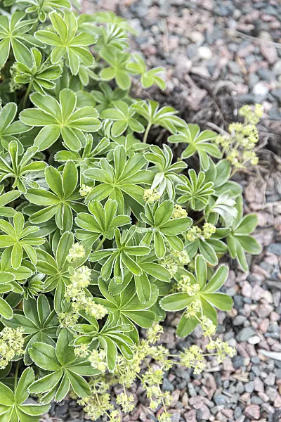651043 - Alpen-Frauenmantel (Alchemilla alpina)