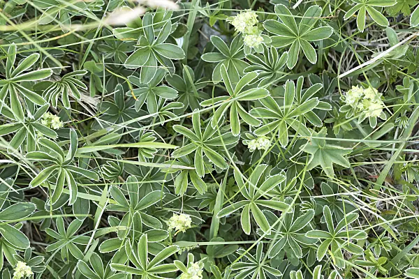 651044 - Alpen-Frauenmantel (Alchemilla alpina)