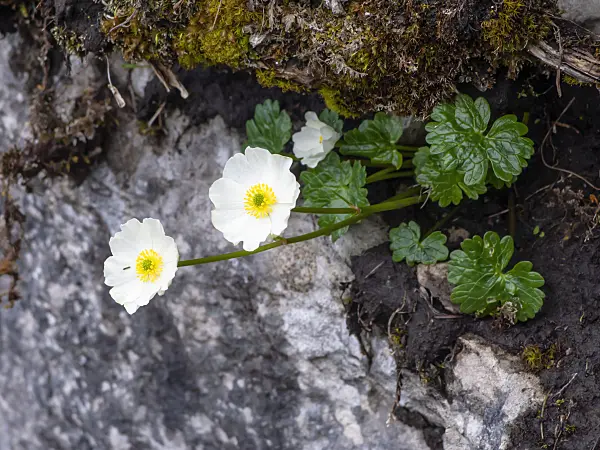426135 - Alpen-Hahnenfuß (Ranunculus alpestris)