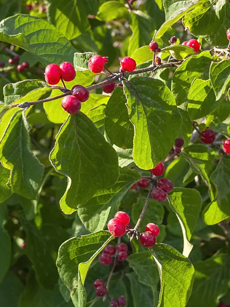 403007 - Alpen-Heckenkirsche (Lonicera alpigena)