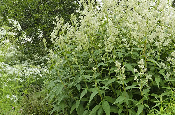 496313 - Alpen-Knöterich (Aconogonon alpinum syn. Polygonum alpinum) und Haarstrang (Peucedanum)