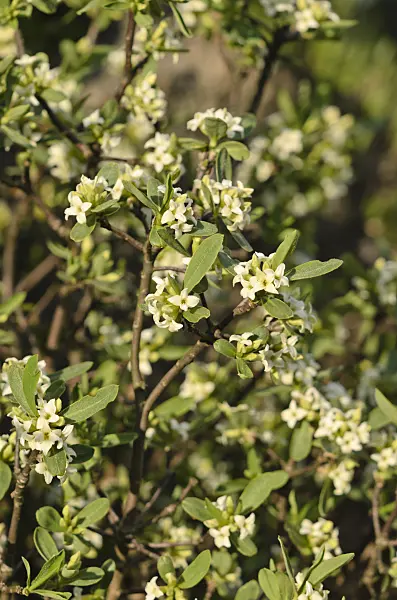 544028 - Alpen-Seidelbast (Daphne alpina)