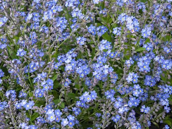 438003 - Alpen-Vergissmeinnicht (Myosotis alpestris)