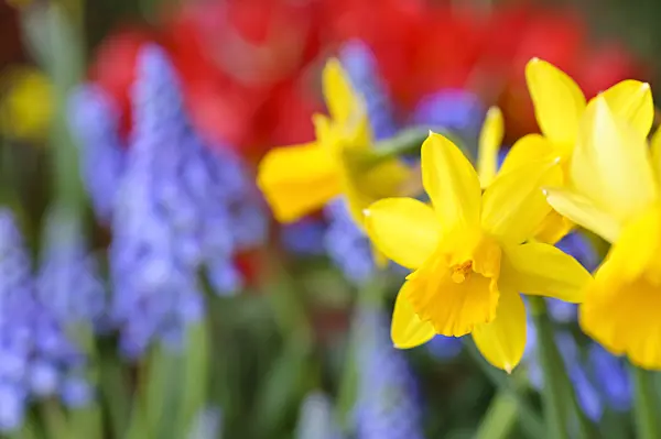 471123 - Alpenveilchennarzisse (Narcissus cyclamineus 'Tête à Tête')
