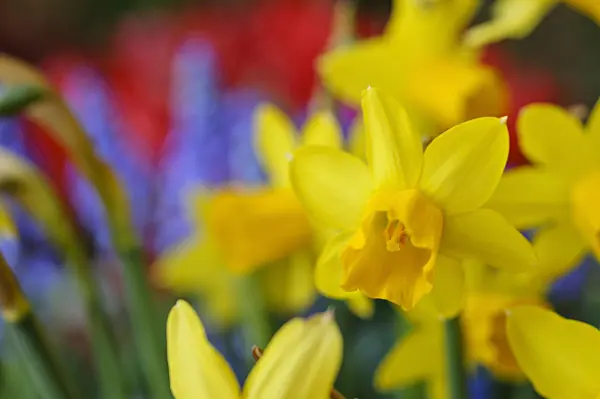 471124 - Alpenveilchennarzisse (Narcissus cyclamineus 'Tête à Tête')