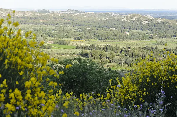 557138 - Alpilles, Provence, France