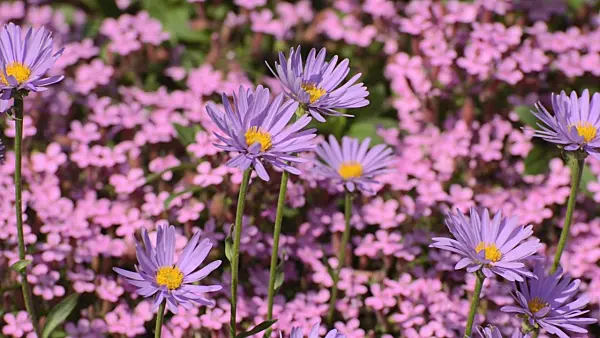 496221 - Alpine aster (Aster alpinus)