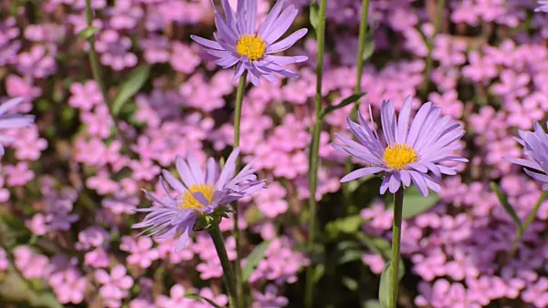 496222 - Alpine aster (Aster alpinus)