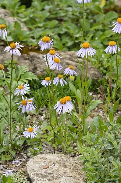 521224 - Alpine aster (Aster alpinus)