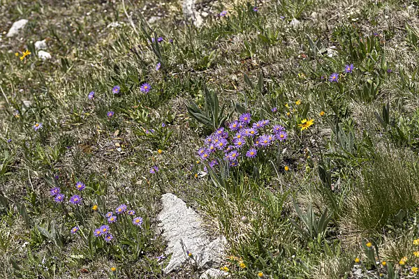651090 - Alpine aster (Aster alpinus)