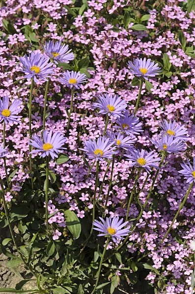 496203 - Alpine aster (Aster alpinus) and rock soapwort (Saponaria ocymoides)