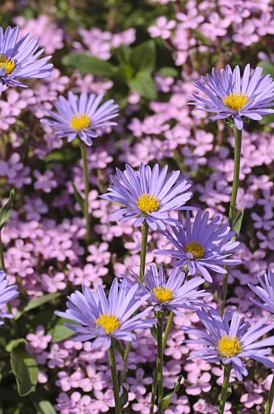 496204 - Alpine aster (Aster alpinus) and rock soapwort (Saponaria ocymoides)