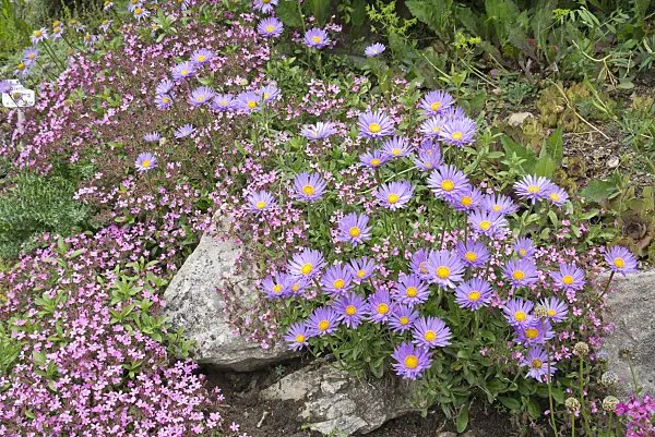 610012 - Alpine aster (Aster alpinus) and rock soapwort (Saponaria ocymoides)